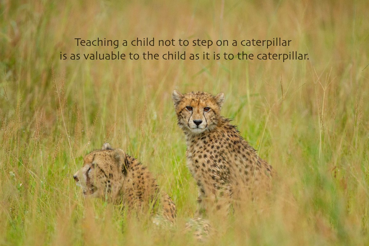 The #Cheetah is the fastest land animal reaching a speed of 100km/h in just three seconds. It can go from top speed to a standstill in just three strides, which is equally impressive.