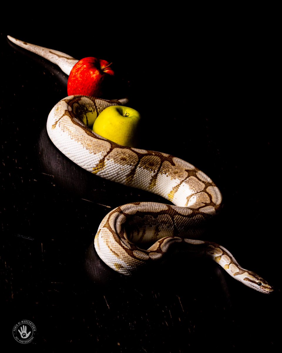 f_dimarcantonio's tweet photo. “Simbolo degli ingrati non è il serpente, è l'uomo.”
JEAN DE LA FONTAINE

#model : Achille.

📸Canon 250D
📷50mm
💡#Godox Sk400II

 #serpenti #snake #animali #animals #animal #snakes #art #nature #pets #serpente #instalike #follow #rettili #pitone #instagood #amici #natura https://t.co/t2LlH2yQcu