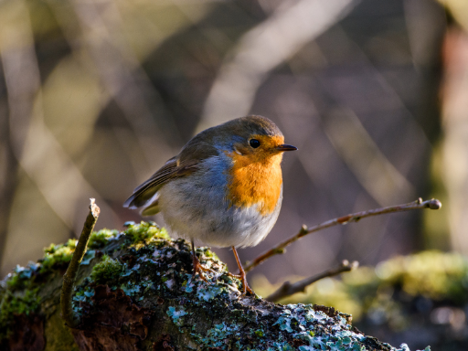WAncholme's tweet photo. If you’d like to get involved in a citizen science project, the Big Garden Birdwatch by @Natures_Voice is on the 27-29 January. 

See their website for details about how to join: https://t.co/4X6jKr8XWr https://t.co/75jN2hsgAI