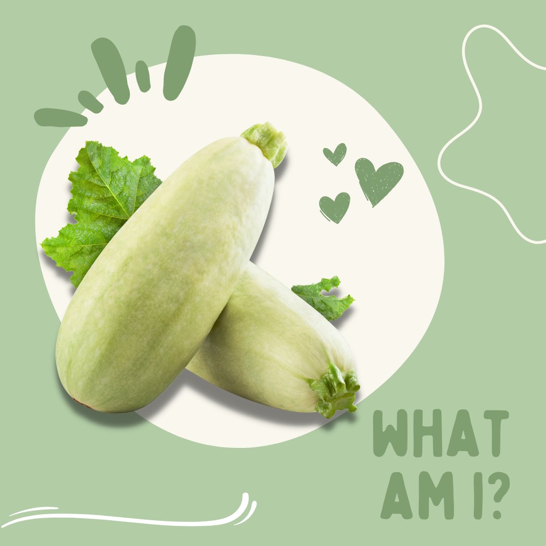 herogomena's tweet photo. Nice to meet you..
I'm marrow!
I'm actually a courgette that has been left on the plant to grow a little bit longer.
I have a sweet, nutty and fairly bland flavor, which makes me a natural for supporting other foods. 

#sustainability #foodwaste #foodwastewarriors
#veganuary https://t.co/lEzjOVVAKl