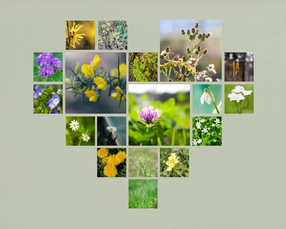 WAncholme's tweet photo. In this year's New Year Plant Hunt hosted by @BSBIbotany a whopping 10,000 records of plants in bloom were submitted by people like you.
 
This data gives valuable insights into the effects of climate change on UK plants.

See https://t.co/kRk57FS0gV for more information. https://t.co/CSjF9TrasM