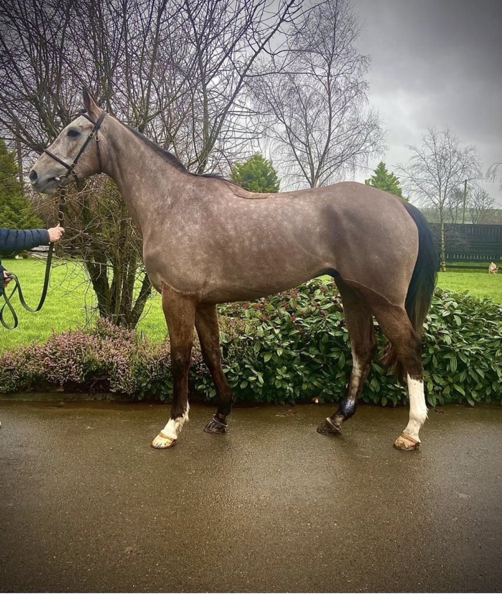 USASteeplechase's tweet photo. Our newest lad “Geordie Dreamer” 😍 https://t.co/Dv3pze8fwW