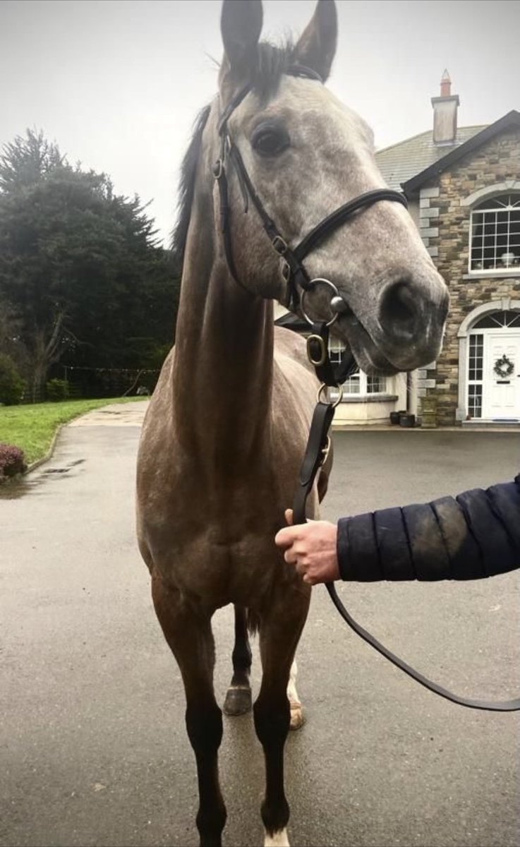 USASteeplechase's tweet photo. Our newest lad “Geordie Dreamer” 😍 https://t.co/Dv3pze8fwW