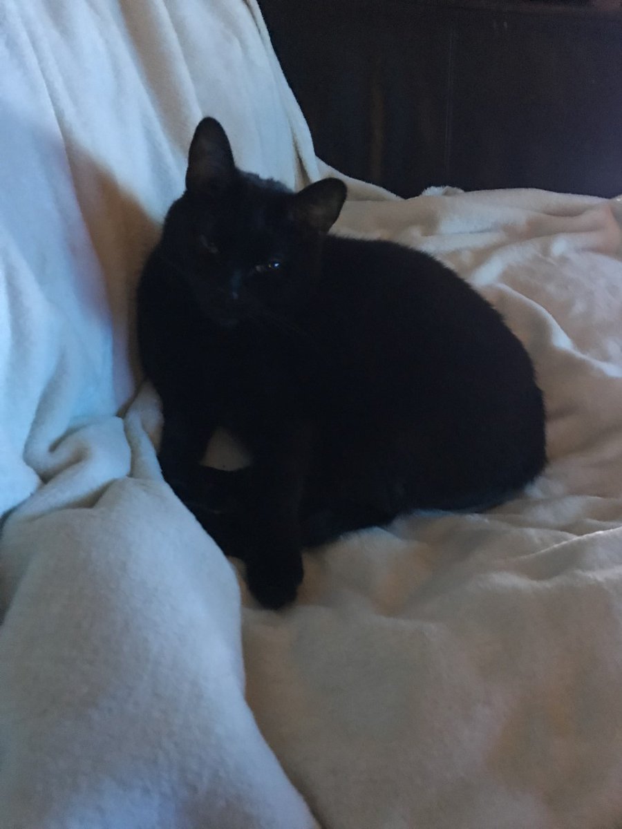 TinkyCat tweet media