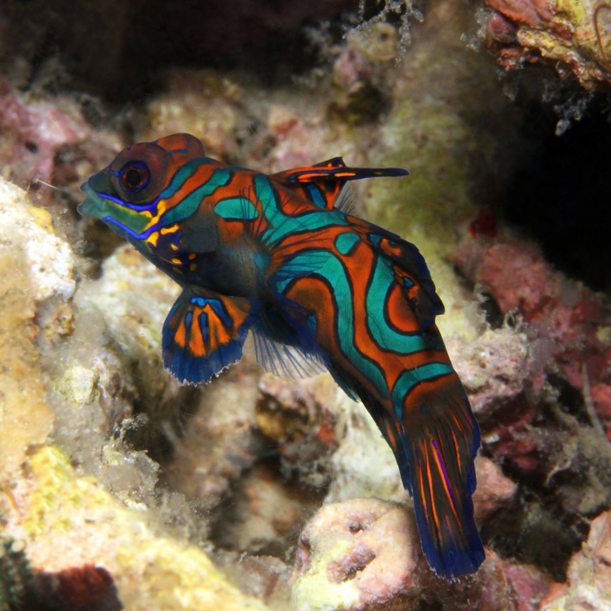 LiveaboardIndo's tweet image. This species is best known for its ritual reproduction mating “dance” which only occurs during sunset hours. 

Find more 👉 liveaboardindonesia.com/destinations/

#mandarinfish  #uwphoto #liveaboard #liveaboardindonesia #lembehstrait #sulawesiisland