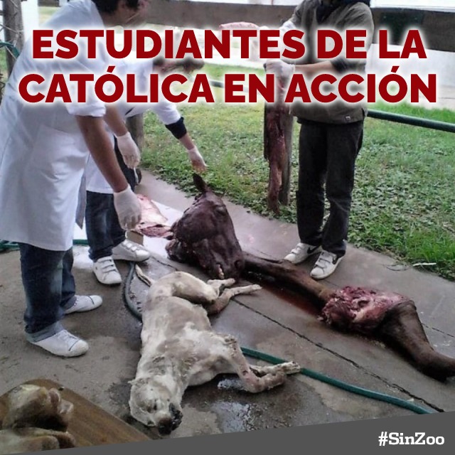sinzooarg's tweet photo. EL @biocba #BIOMUERTE ENVIA ANIMALES DEL ZOO PARA QUE EXPERIMENTEN CON ELLOS EN LA UNIVERSIDAD CATÓLICA DE CÓRDOBA @UCCoficial

El ente BioCórdoba está a cargo del zoo desde hace 3 años y no sólo no se sabe qué pasó con más de 400 animales que están + https://t.co/SInelPzPoW