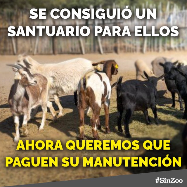 sinzooarg's tweet photo. EL @biocba #BIOMUERTE ENVIA ANIMALES DEL ZOO PARA QUE EXPERIMENTEN CON ELLOS EN LA UNIVERSIDAD CATÓLICA DE CÓRDOBA @UCCoficial

El ente BioCórdoba está a cargo del zoo desde hace 3 años y no sólo no se sabe qué pasó con más de 400 animales que están + https://t.co/SInelPzPoW