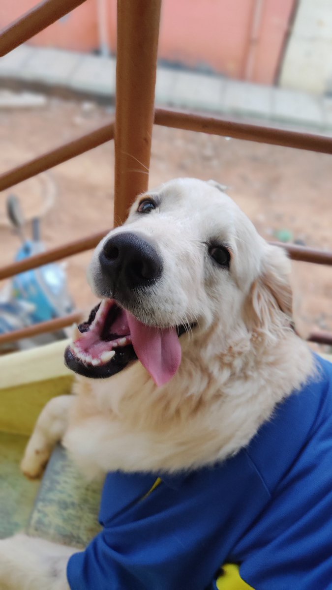 ImBhuvi_M's tweet photo. My pet been crazyyy 🧿🤌 #lucky #lucky29 #pets #dog #adoptapet #love #him https://t.co/wlXnzlVlyt