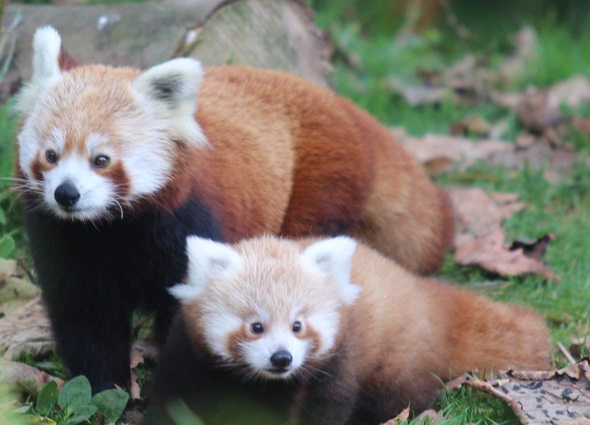 Red Panda Every Hour! (@redpandaeveryhr) on Twitter photo 