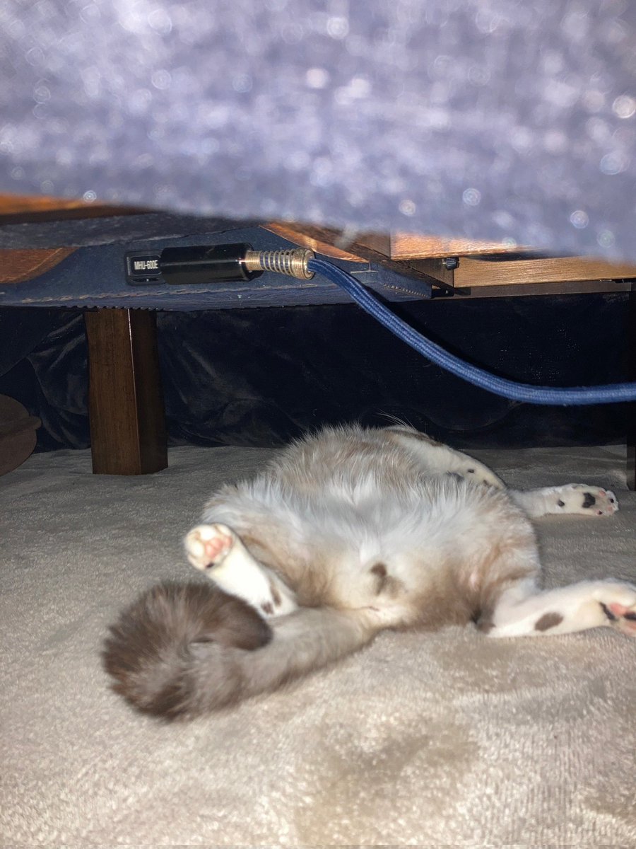 kion_emi's tweet photo. こたつはぐったら…😱

⚠️ネコです😽
#猫写真
#ネコあるある
#猫のいる暮らし https://t.co/RUi0bNLSzs