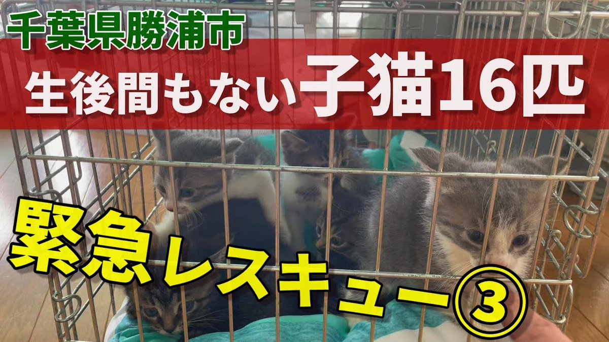MeowMoeDotCom's tweet photo. 【間違った動物愛護観】勝浦で生後間もない子猫16匹を緊急レスキュー③:687
https://t.co/pKOUmWdkOD
#子猫保護 #1KCreator #Animal #AnimalProtectionAct #AnimalRescue #Cat https://t.co/ugBpUACY2Q