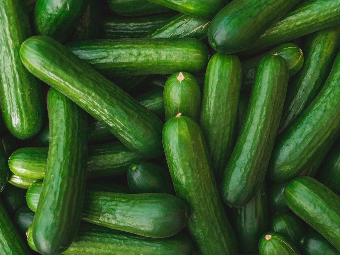 ONgreenhouseVeg's tweet photo. Mini Cucumbers are the perfect, quick &amp; crunchy snack to energize you while on the go - no matter the season!

#Repost from @PureFlavor

#GreenhouseGoodness #OGVG #MiniCucumbers #Cucumbers https://t.co/ptYfXJSjzM