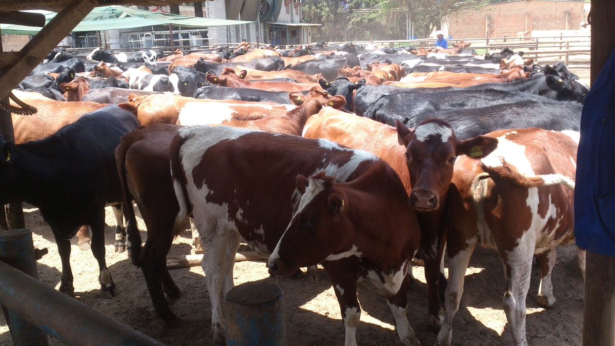 basera_john's tweet photo. Dairy sub-sector snapshot: 

Total milk production increased by 14.3%  from 79.6m liters in 2021 to over 91m liters (est.) in 2022. 

Milk powder imports declined 17% from 8.9 million kilograms in 2021 to 7.4million kgs in 2022. 
Towards self-sufficiency. 

Going4Growth https://t.co/lHvM8g4R4r