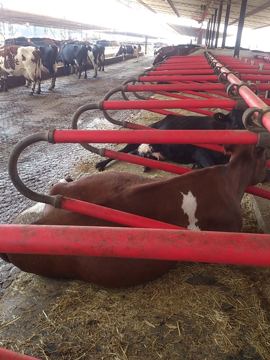 basera_john's tweet photo. Dairy sub-sector snapshot: 

Total milk production increased by 14.3%  from 79.6m liters in 2021 to over 91m liters (est.) in 2022. 

Milk powder imports declined 17% from 8.9 million kilograms in 2021 to 7.4million kgs in 2022. 
Towards self-sufficiency. 

Going4Growth https://t.co/lHvM8g4R4r