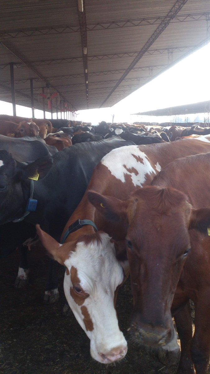 Dairy sub-sector snapshot: 

Total milk production increased by 14.3%  from 79.6m liters in 2021 to over 91m liters (est.) in 2022. 

Milk powder imports declined 17% from 8.9 million kilograms in 2021 to 7.4million kgs in 2022. 
Towards self-sufficiency. 

Going4Growth