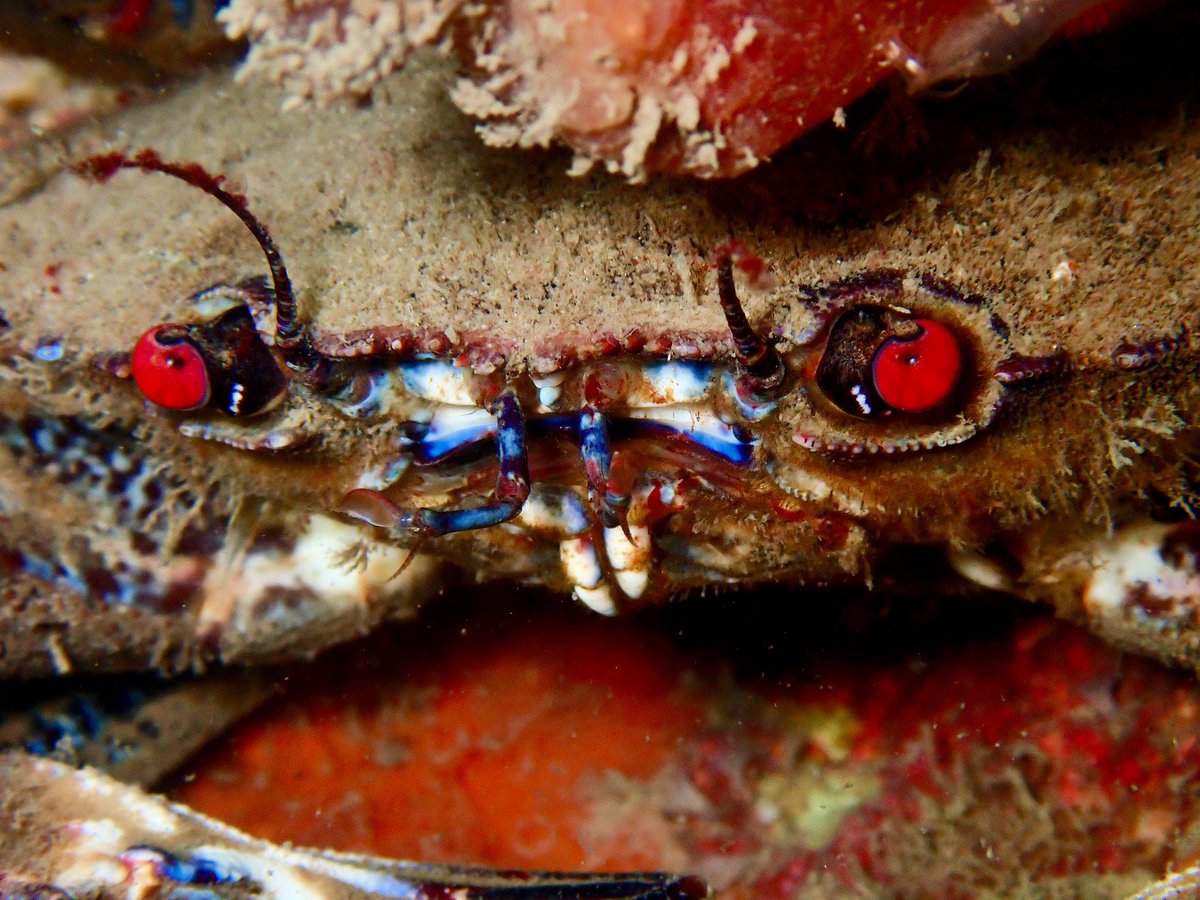 Velvet swimming crab, Necora puber, nothing unusual but I always love those red eyes!

#fairseas #ulsterwildlife #bsacdivers