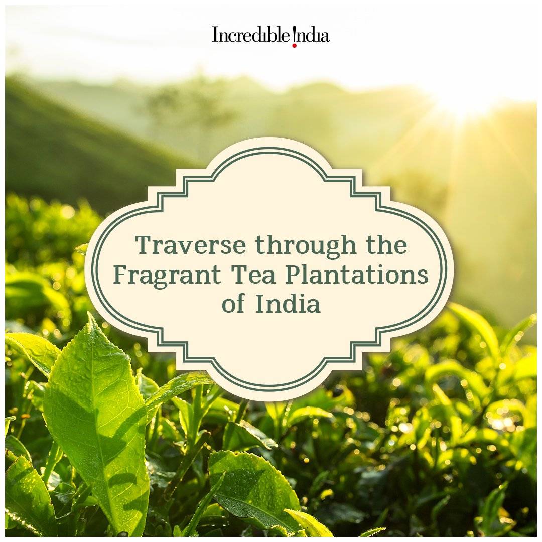 NikhilparmarBJP's tweet photo. Soak in the subtle aroma of premium teas as you set out to explore the tea trails across India.

@TripuraTourism  @Assamtourism @KarnatakaWorld 

#DekhoApnaDesh https://t.co/9cWy3CVXDW