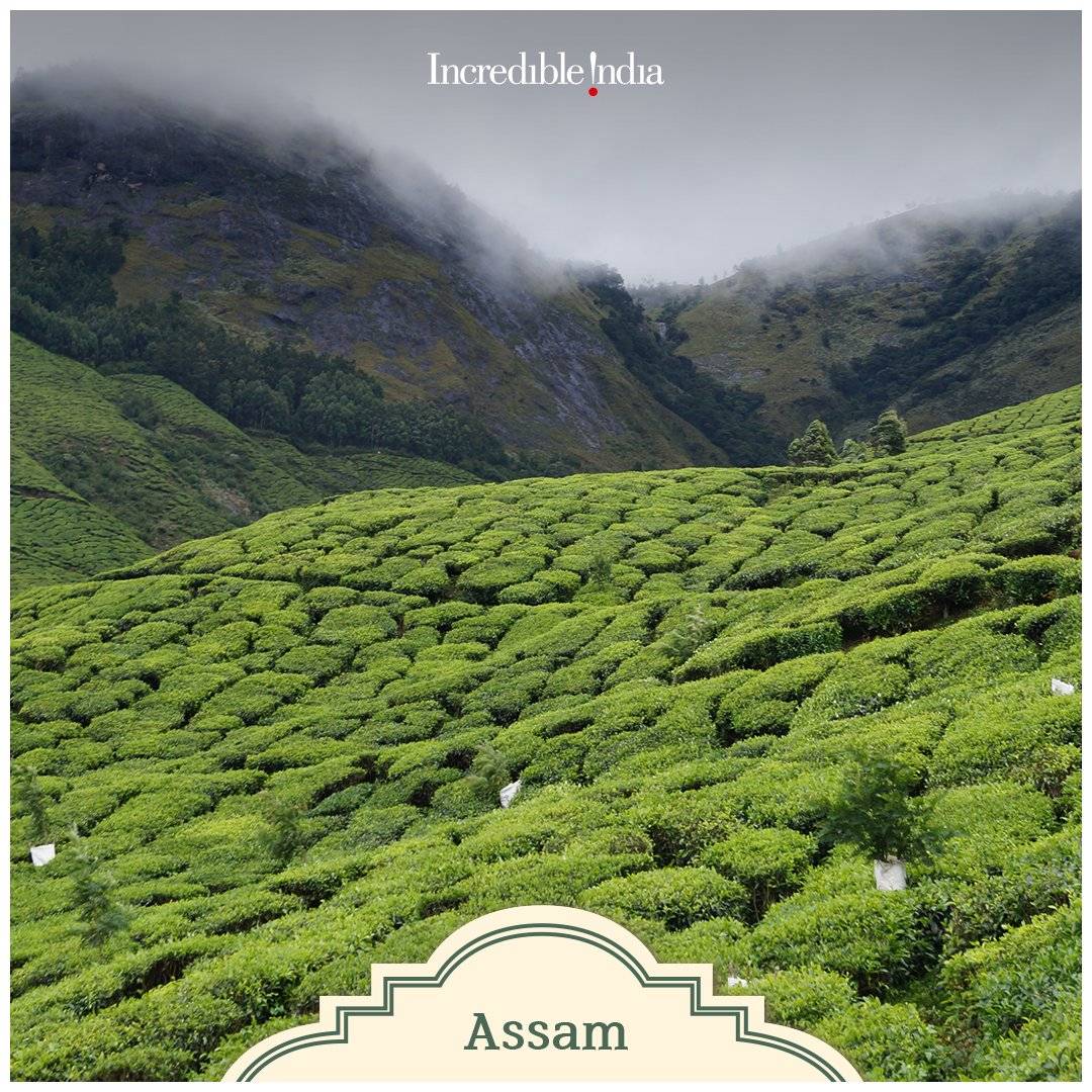 NikhilparmarBJP's tweet photo. Soak in the subtle aroma of premium teas as you set out to explore the tea trails across India.

@TripuraTourism  @Assamtourism @KarnatakaWorld 

#DekhoApnaDesh https://t.co/9cWy3CVXDW