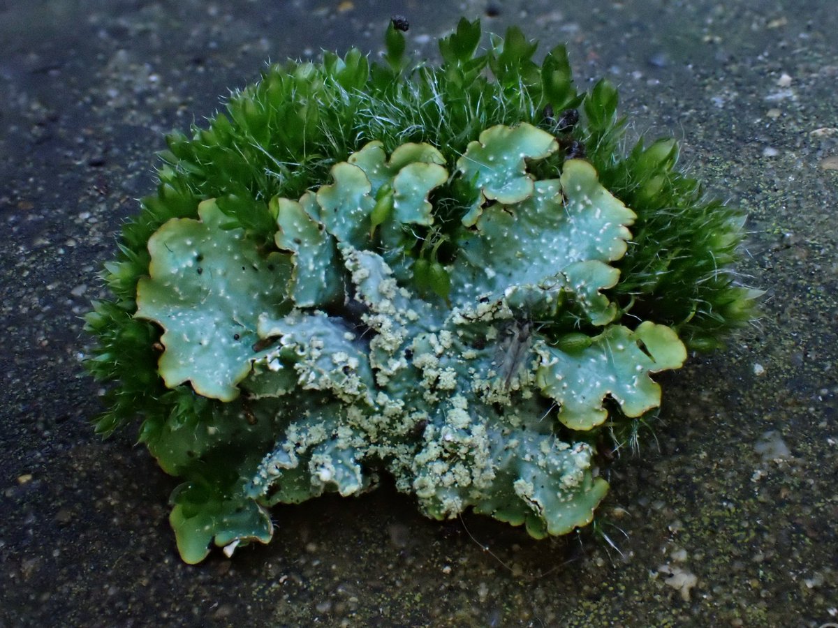 #Lichen (parmelia sulcata?) growing on #moss (grimmia?)