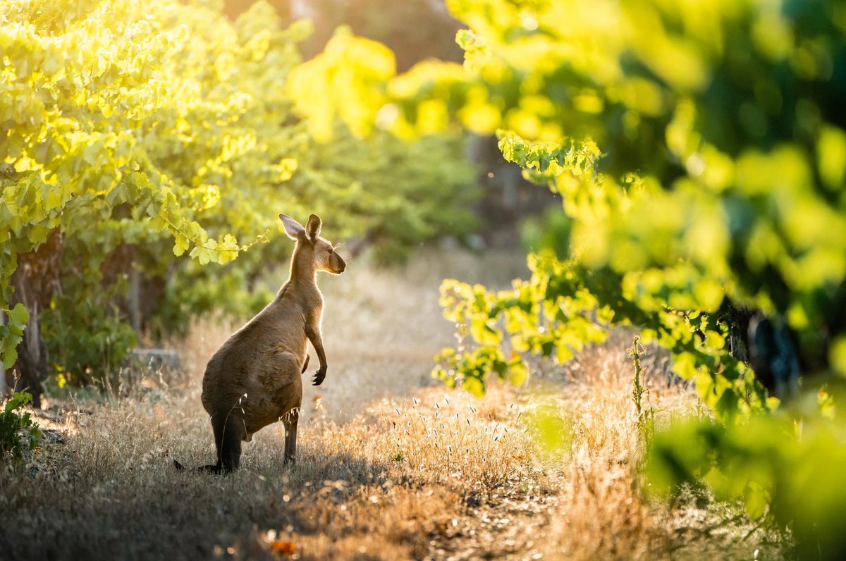 MageMotionGroup's tweet photo. Why we love wineries.
1/3 For one, they can produce high-quality wines. They can be a great place to visit and spend time, as they often have beautiful surroundings and can provide a relaxing and enjoyable atmosphere. https://t.co/9LMC90Vx1u
#wineries #southaustralia #wineryclub https://t.co/yHCMSVGIne