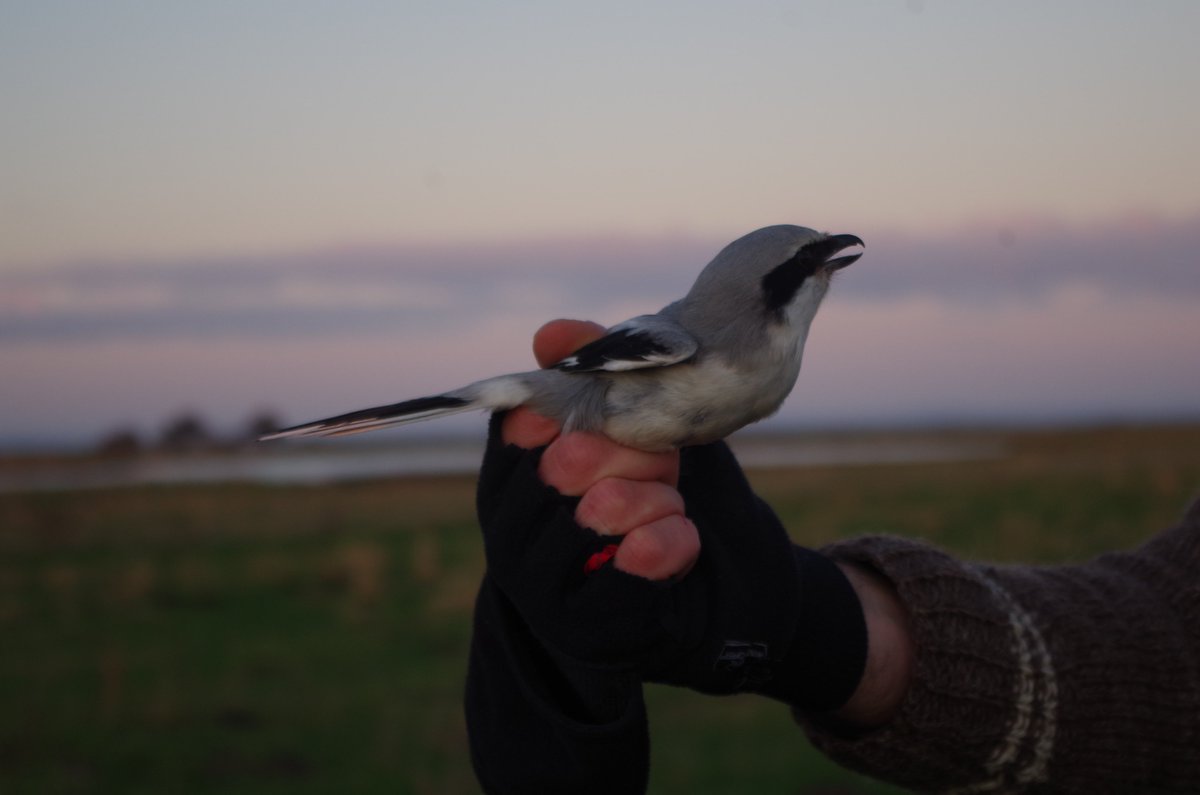 succow_stiftung's tweet photo. Auf der #InselKoos wurde ein #Raubwürger gesehen. Der #Vogel wurde von uns beringt, um sein #Verhalten weiter studieren zu können. Wenn auch ihr ihn in seinem #Winterquartier erleben wollt, kommt zur nächsten naturkundlichen Führung! Weitere Infos unter: https://t.co/AKZtX26cKI https://t.co/YxrRxRNGfY