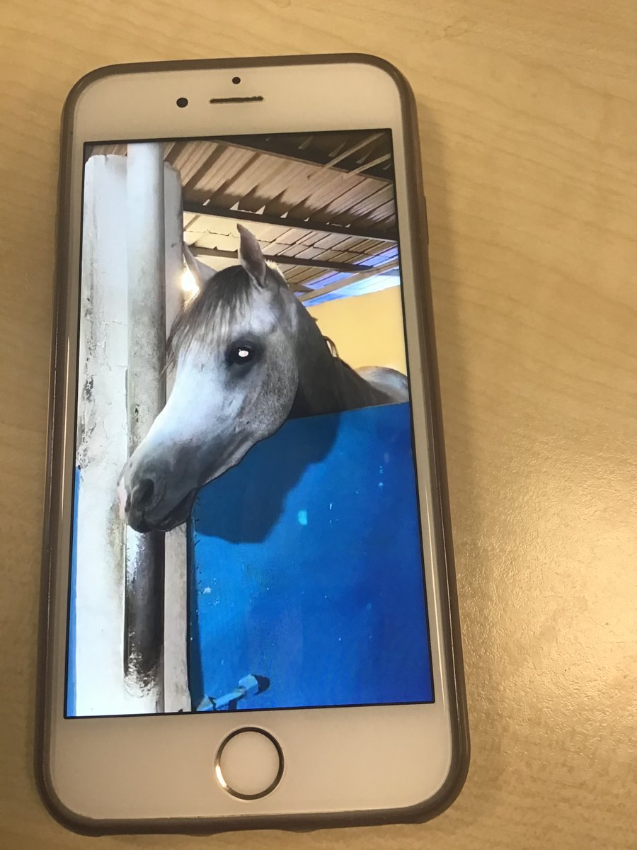MInduction's tweet photo. ESOL B students are giving amazing presentations (prepared as homework).  
Students' topics so far:
- Muath: One Piece, Dragon Ball (see drawings) and his sister
- Saba: her horses (see photos)
- Mohamed: Mauritania
-Abdinasir: Somalia
- Dulguun: basketball

@McrAcademy https://t.co/xFQ1bITNYl