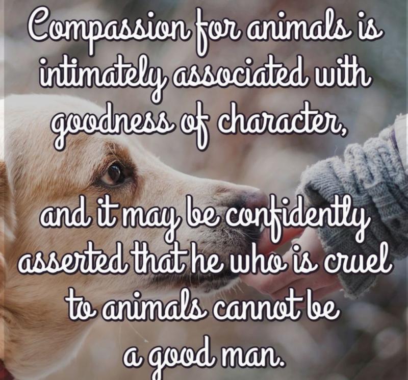 SupportPets's tweet photo. @nasrene41 @AdoptMiamiPets @kionnemcghee @MayorDaniella @RealPaulMueller @BISSELLPets We are failing millions of innocents #pets #dogs #cats every year! #Animalshelters are supposed to be a temporary #shelter for the #voiceless and diligently promote #adoptions! Well, we see here every day that they do murder #animals. We need #laws to turn ea State into #NonKill https://t.co/4kqy0nujVE
