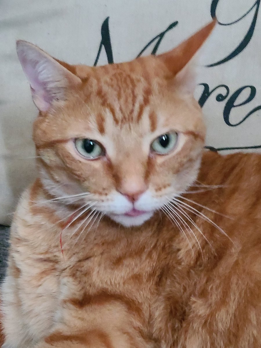 jandbdk's tweet photo. @CrumblCookies Tucker 🥰😻 https://t.co/sbV8Gf8GPK