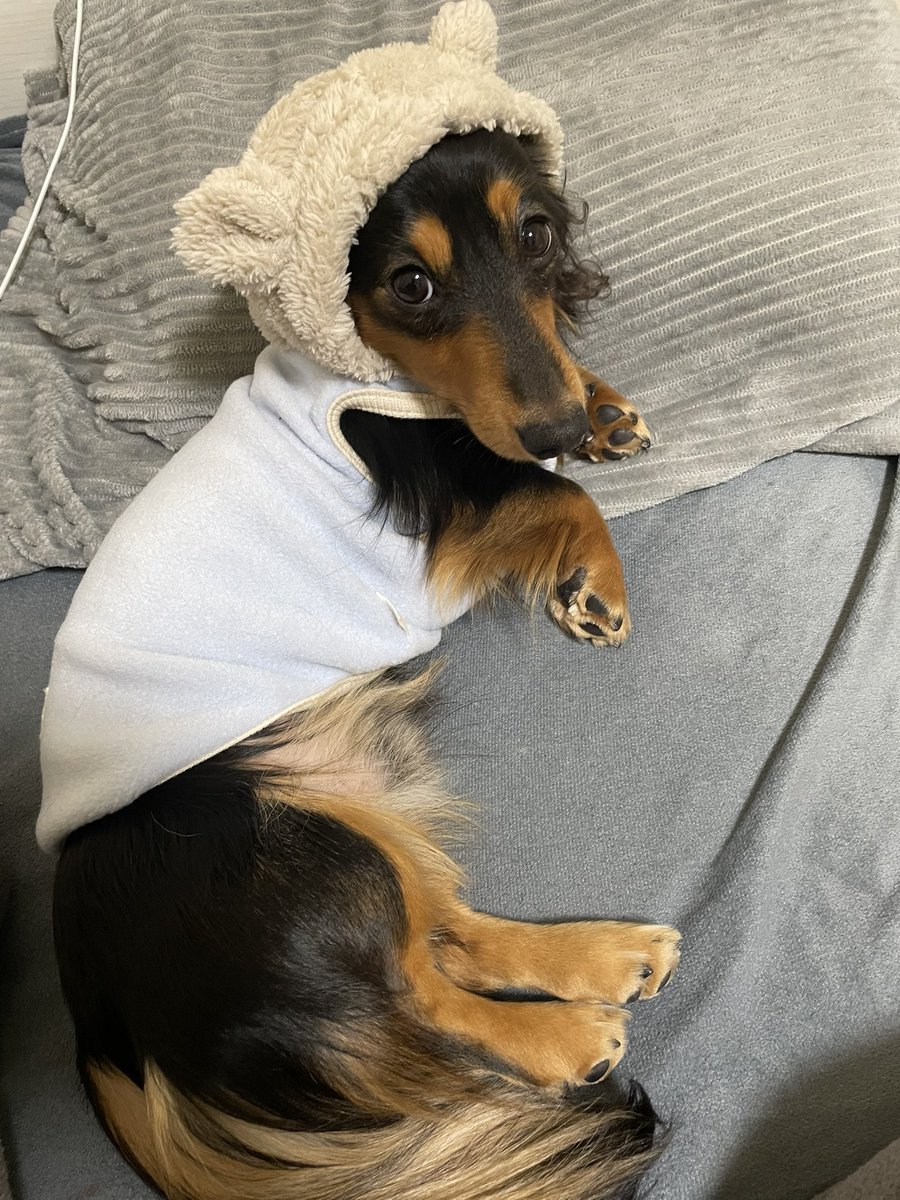 roiroi_reon02's tweet photo. カメラ目線のモデル犬🐶 https://t.co/uFJ4HvR7JV