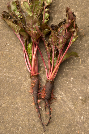 First crop plant thread of the year, about a versatile vegetable that’s ...