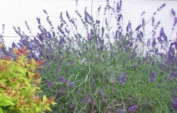 Kind hearts are the gardens,
Kind thoughts are the roots,
Kind words are the blossoms,
Kind deeds are the fruits.

Take care of your garden
And keep out the weeds,
Fill it with sunshine,
Kind words, and kind deeds.
- Longfellow 
#poetry #flowersonfriday