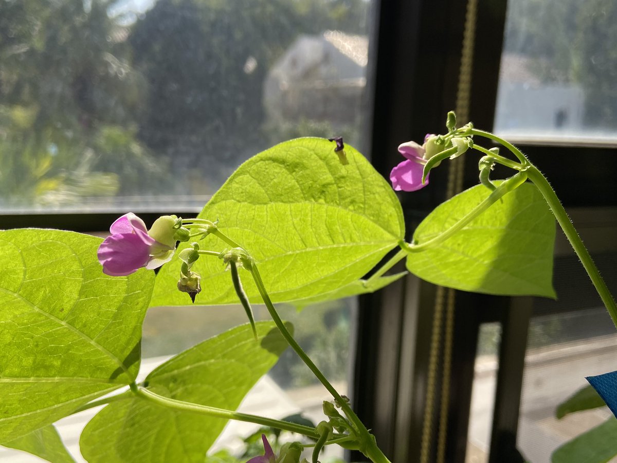 MadForMaple's tweet photo. Beautiful beans π« blossoming in my indoor classroom garden πͺ΄!!! #gardening with your students all year is a powerful and really fun activity! #GreenThumb #SISrocks #sustainability Growing food is even more meaningful! #issedu #Shenzhen #EarlyPrimary #kindergarten https://t.co/9joNfxtiZS