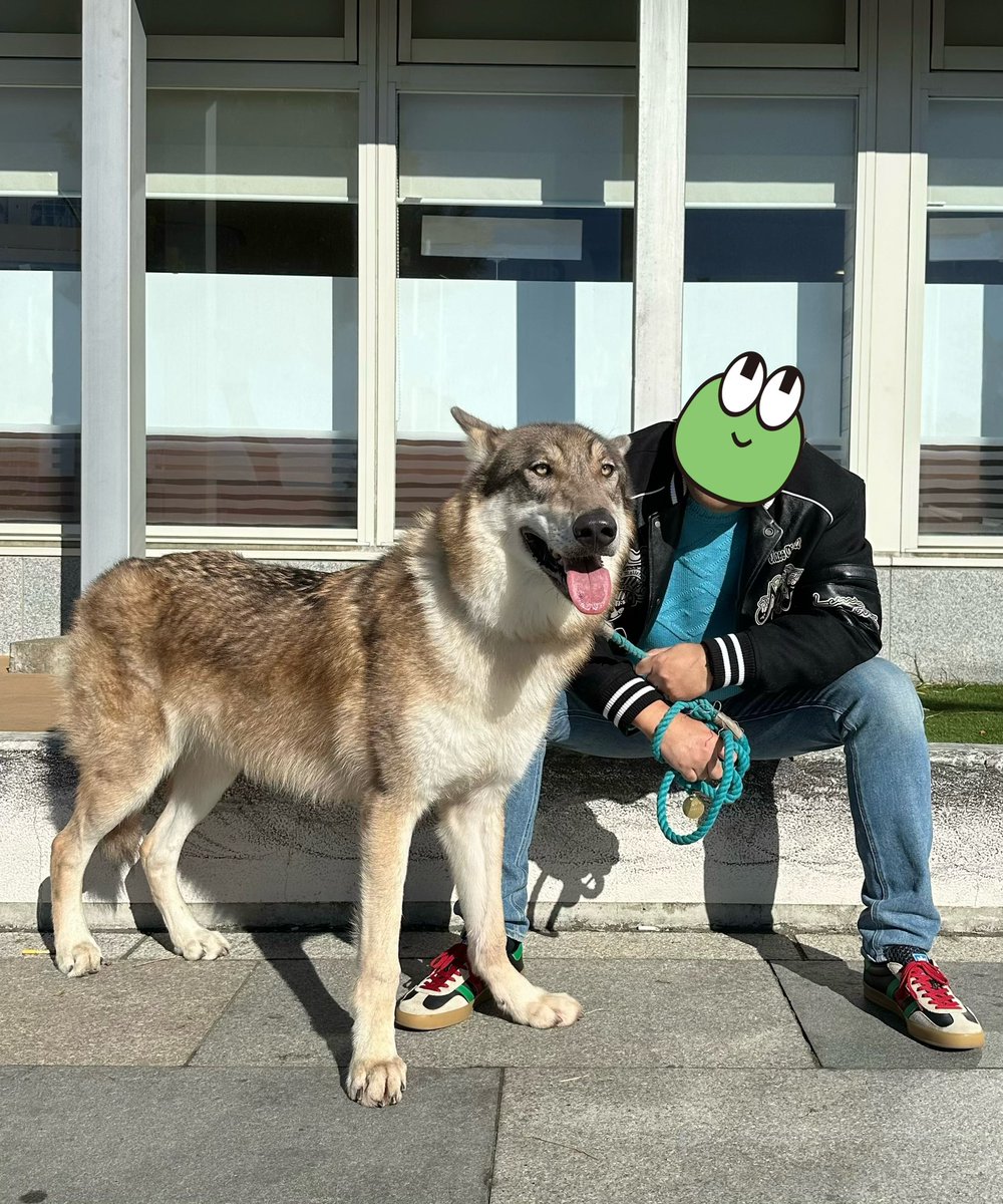 wolfkai1214's tweet photo. パパとお出かけ楽しかった🐺♪
#wolfdog https://t.co/VV3ITyQ5pK