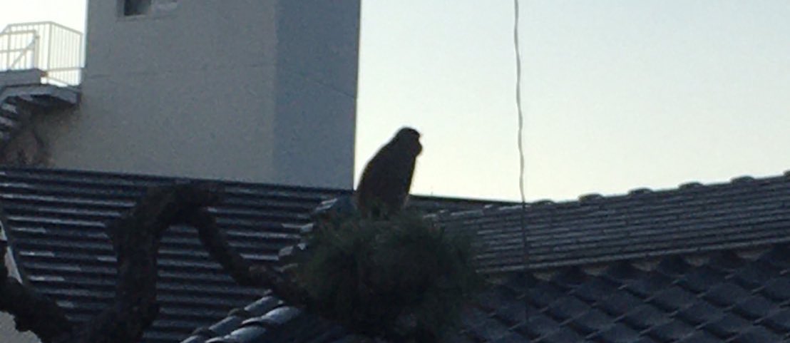 KKMMKKMM0129's tweet photo. 元旦に猿が…

 #過去ピク  #元旦  #猿 https://t.co/vXf2rlEwAB