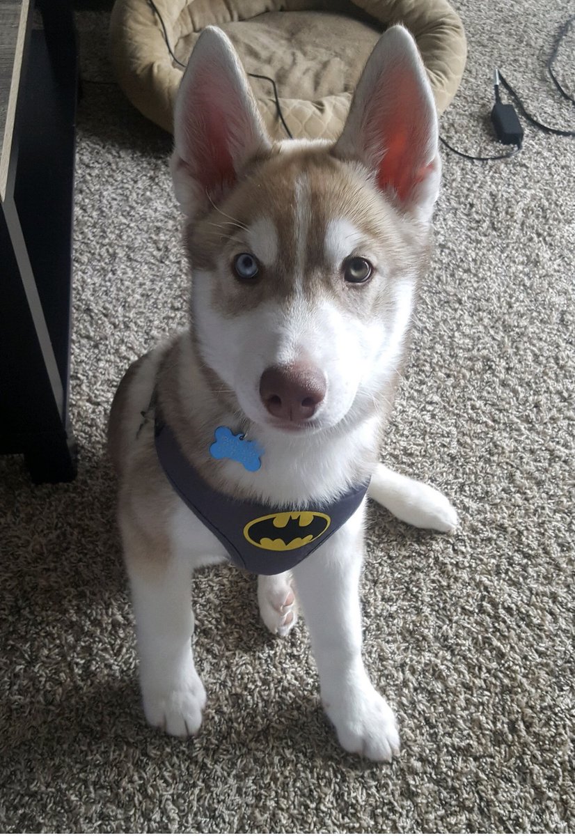 Priya P. Patel tweet media