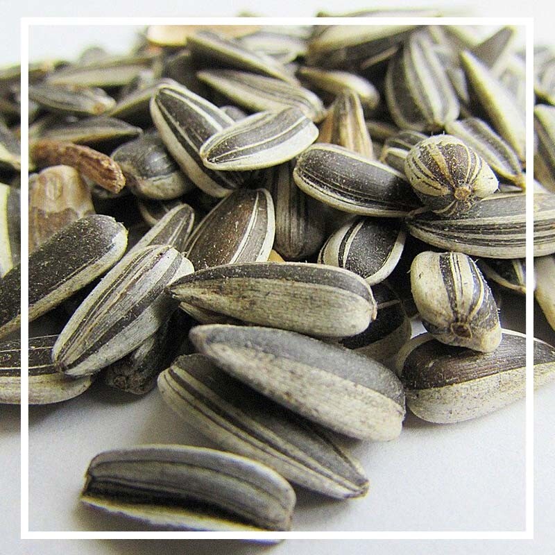 Freedom2Earn's tweet photo. Just one ounce of sunflower seeds
provides...

49% of the RDA for vitamin E
41% of the RDA for selenium
14% of the RDA for zinc
5.5 grams of protein
Do you include these in your diet?
#HealthyEating #Seeds #FoodIsLife

🌻🌻🌻 https://t.co/fQVBGdkHnK