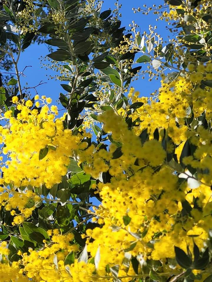 p_bischetti's tweet photo. Pleine floraison du mimosa dans le Var 💛
📸 Anne Marie Leffait 🙏 https://t.co/K0IFi0TVOh