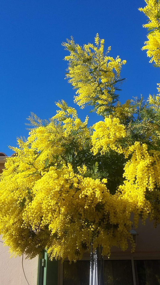 p_bischetti's tweet photo. Pleine floraison du mimosa dans le Var 💛
📸 Anne Marie Leffait 🙏 https://t.co/K0IFi0TVOh