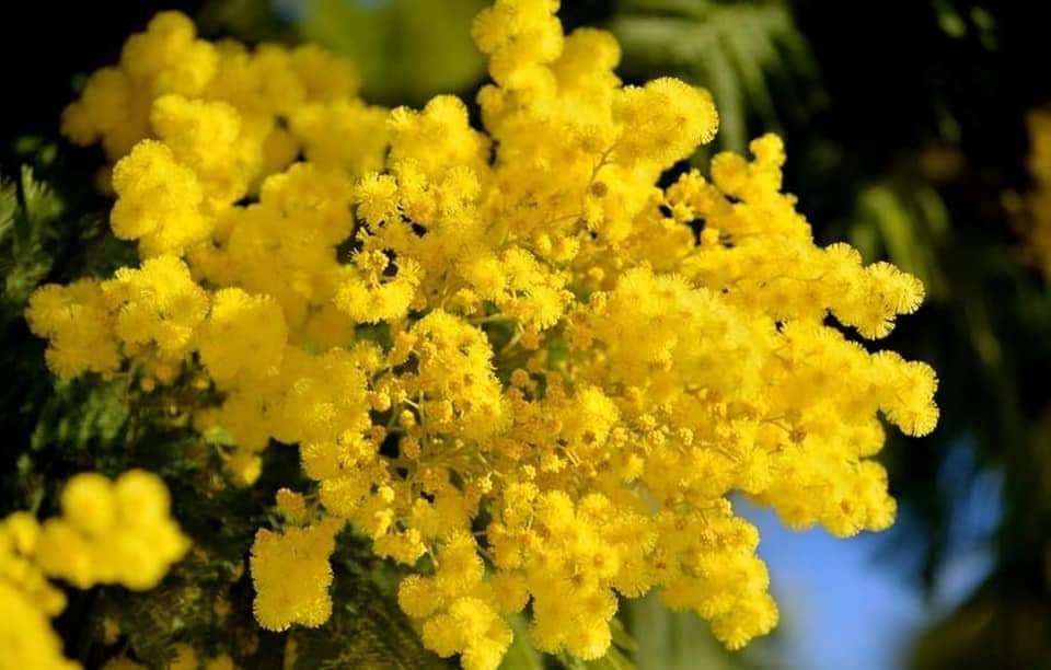 p_bischetti's tweet photo. Pleine floraison du mimosa dans le Var 💛
📸 Anne Marie Leffait 🙏 https://t.co/K0IFi0TVOh