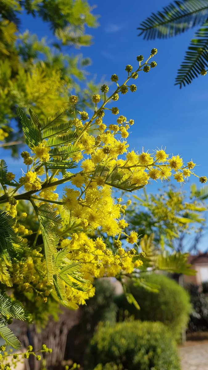 p_bischetti's tweet photo. Pleine floraison du mimosa dans le Var 💛
📸 Anne Marie Leffait 🙏 https://t.co/K0IFi0TVOh