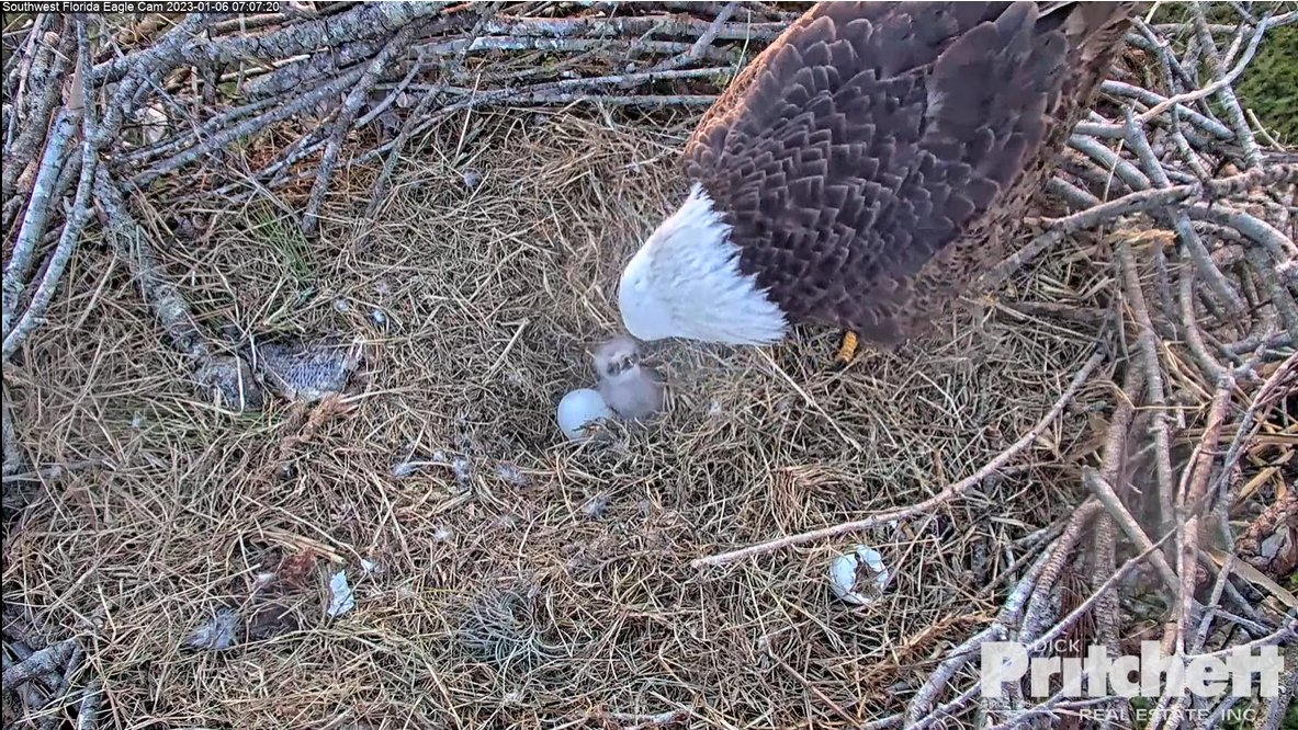 SWFLEagleCAM's tweet photo. Today's Goal: Get a Sibling! 
The second egg is hatching and we are here for it.
https://t.co/YBIKaaUcaX https://t.co/VBmOVD1Lic