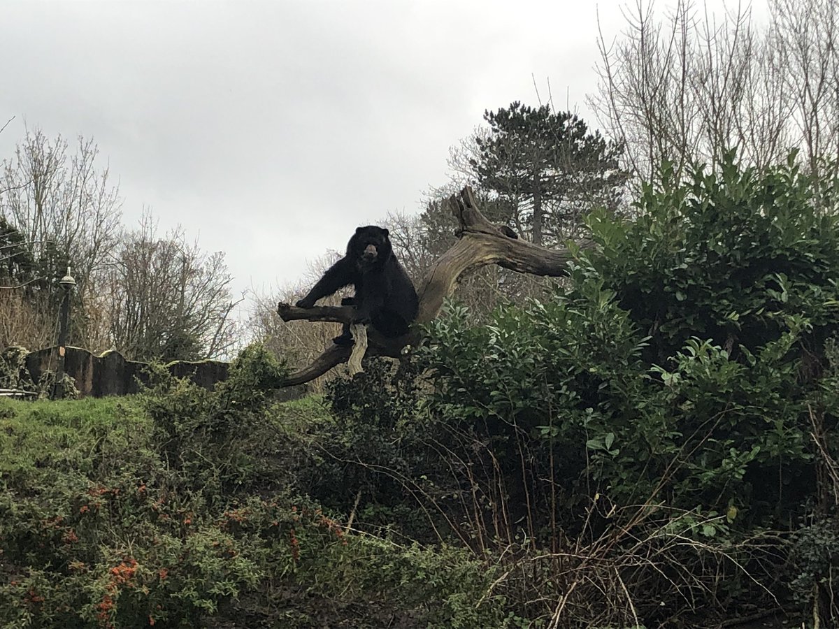 ChristChurchSc2's tweet photo. Amazing time on our whole school visit to Chester Zoo yesterday. We had a fabulous time! @chesterzoo https://t.co/M0ouXXoHoA