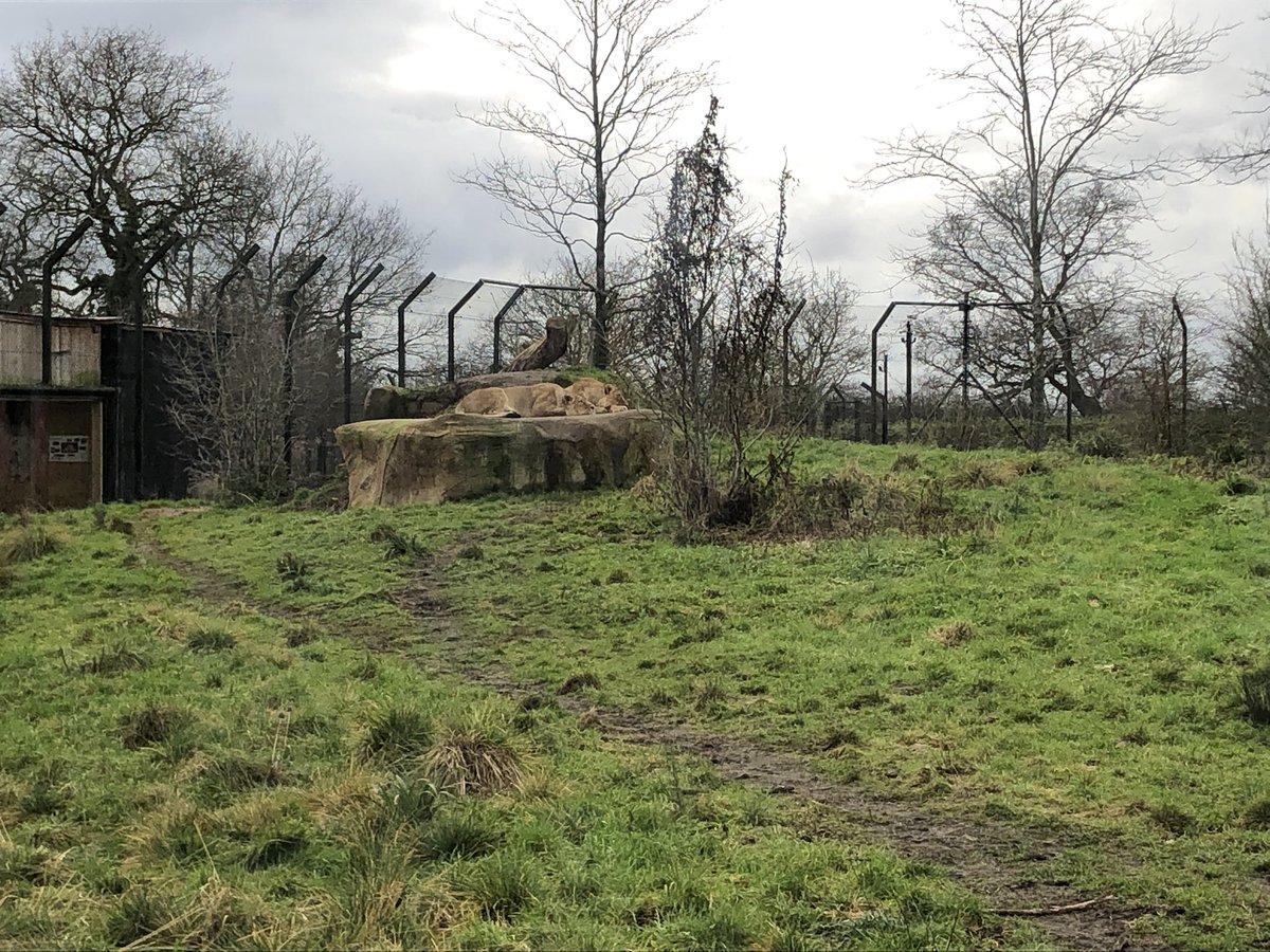 ChristChurchSc2's tweet photo. Amazing time on our whole school visit to Chester Zoo yesterday. We had a fabulous time! @chesterzoo https://t.co/M0ouXXoHoA