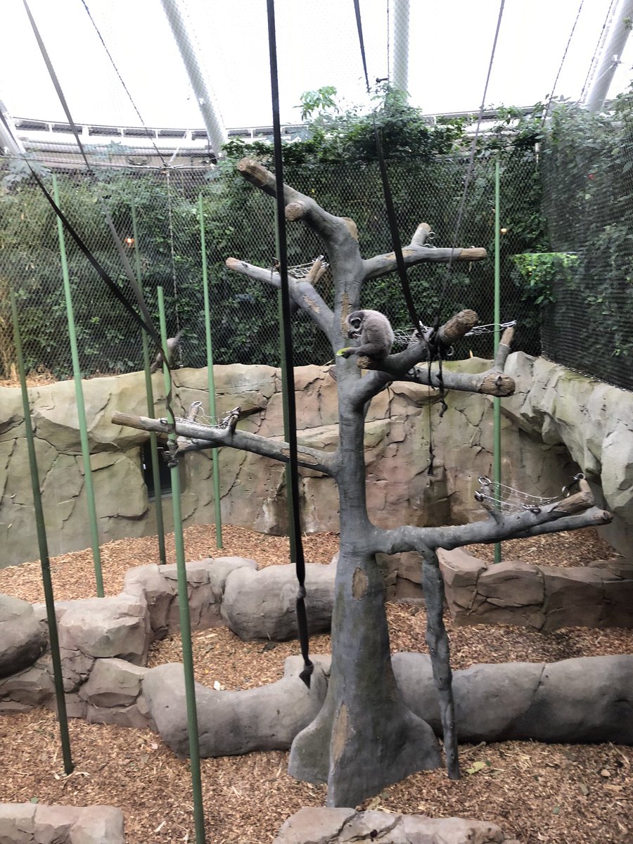 ChristChurchSc2's tweet photo. Amazing time on our whole school visit to Chester Zoo yesterday. We had a fabulous time! @chesterzoo https://t.co/M0ouXXoHoA