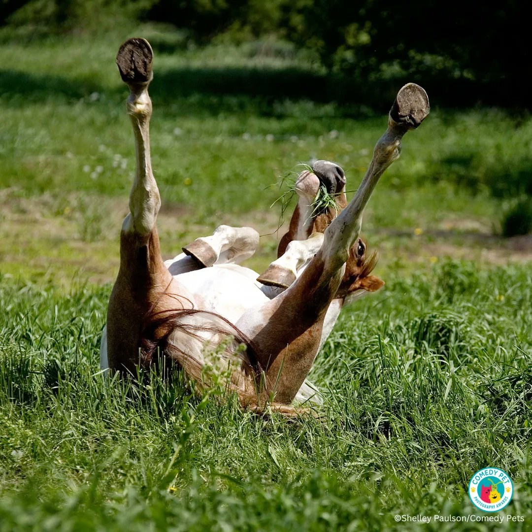 ComedyPetPhoto's tweet photo. #fridayfeeling We made it through the first week.  Well Done Everyone!  

Credit: Shelley Paulson/Comedy Pets

#comedypetphoto #comedypets #funnypets #photocomp #comedypet #lol #smile #petoftheday #cutepet #pets  #petoftheday #bestpets #happypets  #horses #lovehorses #horselovers https://t.co/gG1fcZWdwy