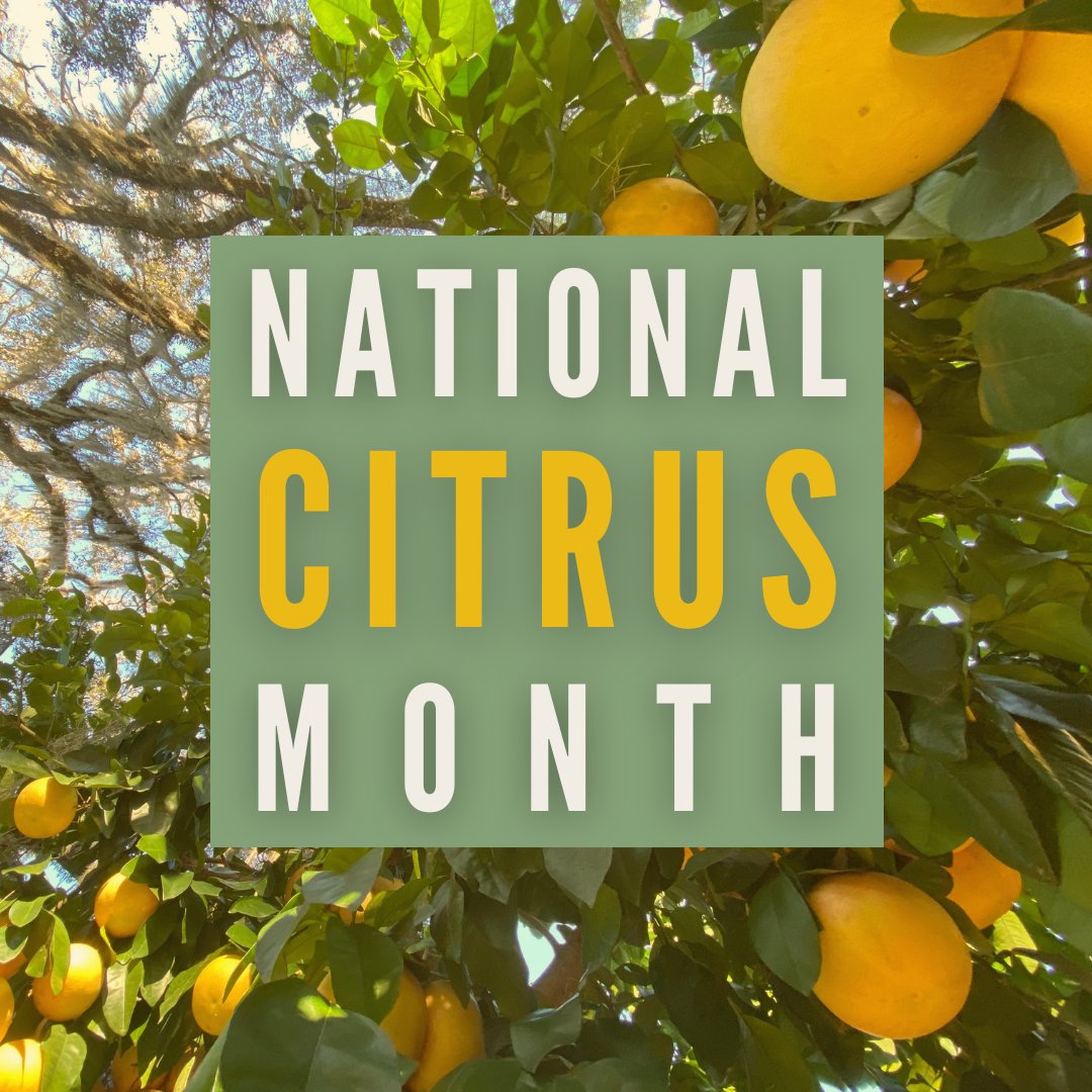 🍊 Happy National Citrus Month! How will you celebrate this January?

#NationalCitrusMonth
#Agriculture
#FloridaAgriculture
#Citrus
#FloridaAg
#Ag
#CitrusMonth
#Oranges
#CitrusFruit
#Lemons
#Limes
#CitrusIndustry