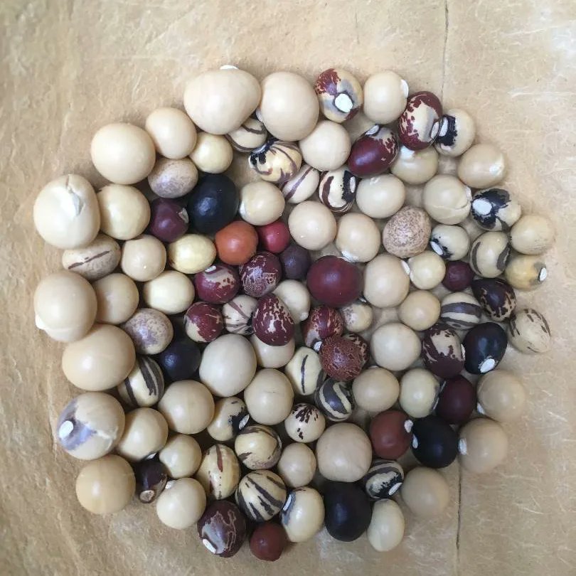 GroundUpGhana's tweet photo. Happy Bean Day!⭐
#BambaraBeans #BeanDay #Veganuary #NaturePositiveFood #ForPeopleForPlanet #ResponsibleConsumption #ClimateResilient #ForNature #ForCommunity #ClimateAction #Biodiversity #GlutenFree #SoyFree #Millet #Drylands #PlantProtein #IYM2023 #MadeInGhana #GhanaIsBeautiful https://t.co/ALrXRKYDLV