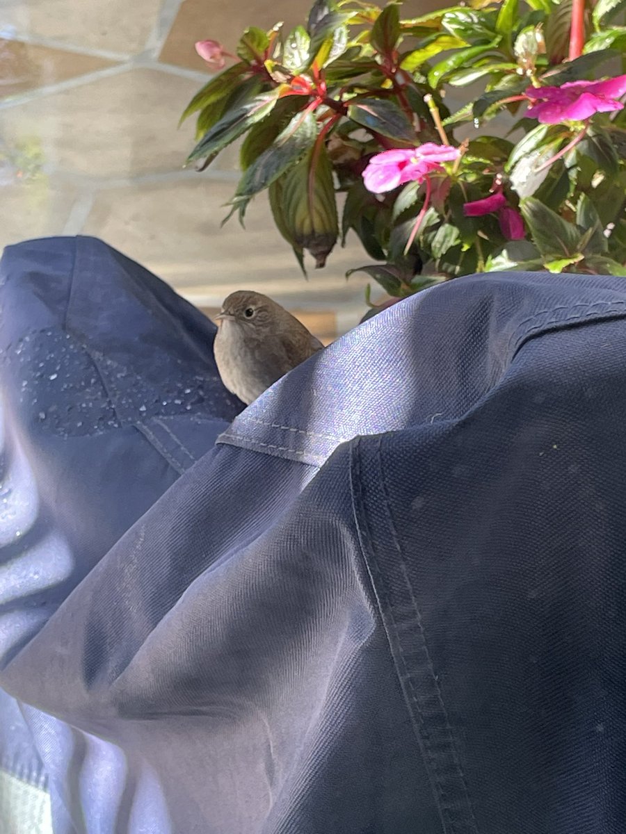 joyful_notes2's tweet photo. @audubonsociety My little House Wren who greets me every morning at my patio door waiting for her meal worms. 🥰 https://t.co/enyK4EVSiy