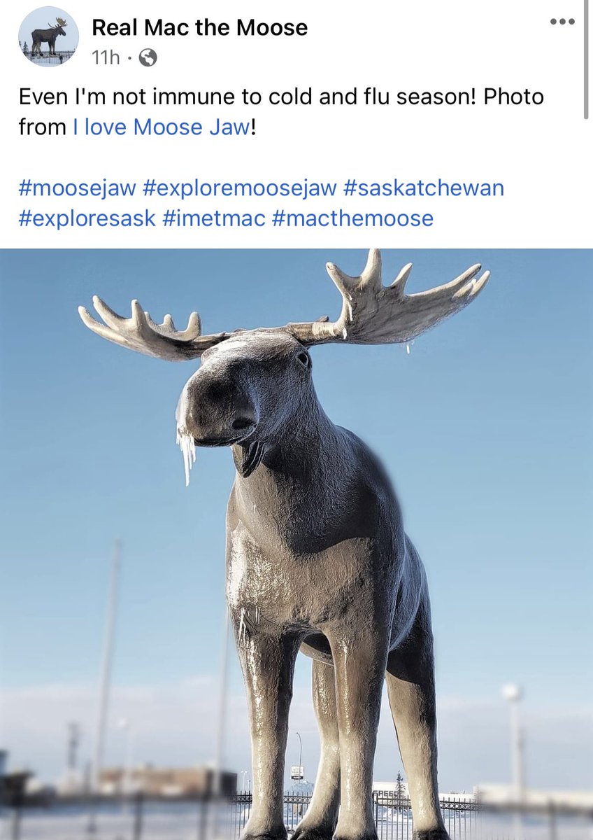 BurnettKrista's tweet photo. @MurphTWN @MurphTWN here’s another #moosejaw photo for you @RealMacTheMoose https://t.co/PHUnUpMcBs