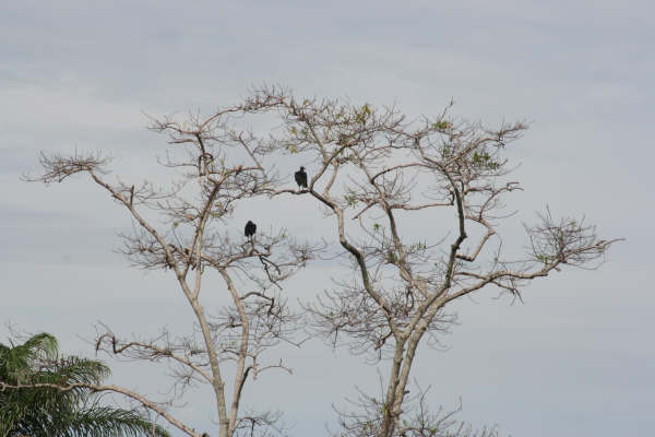 BlogdoEstado's tweet image. A bela e as feras....
#natureza #santarem #arvore #amazonia #urubu